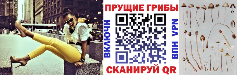 где продают   Луза  Псилоцибиновые грибы Psilocybe 
